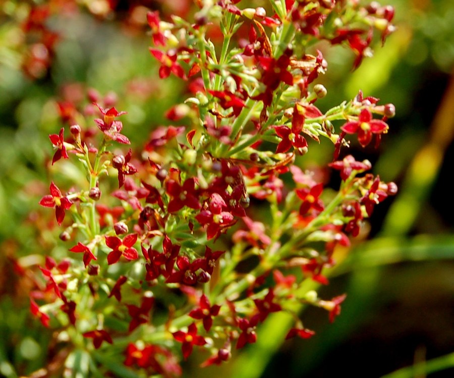 Fioriture magellensi